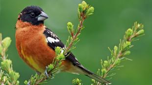 Black-headed online Grosbeak Drawing